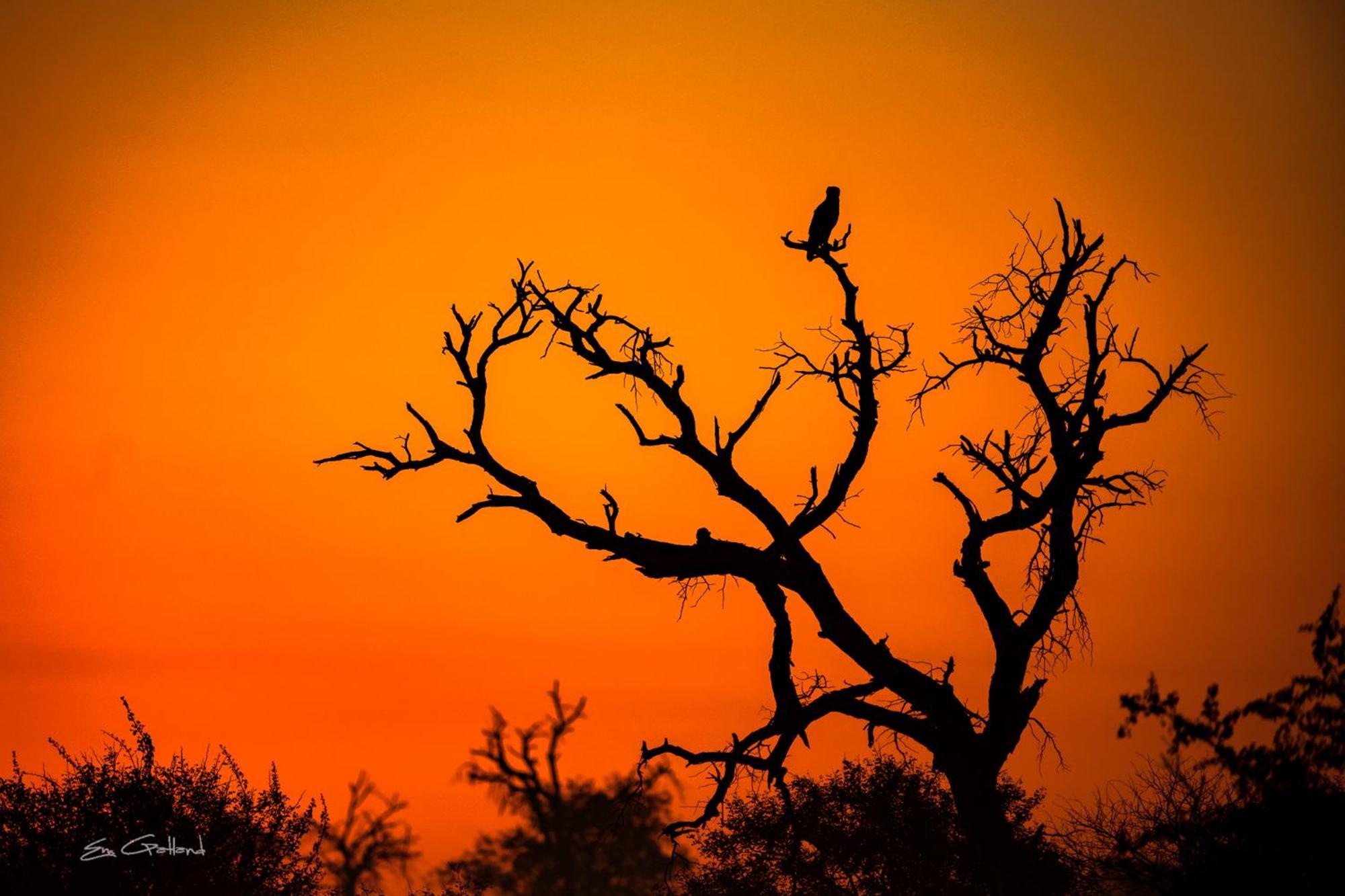 Africa On Foot Villa Klaserie Private Nature Reserve Exteriör bild
