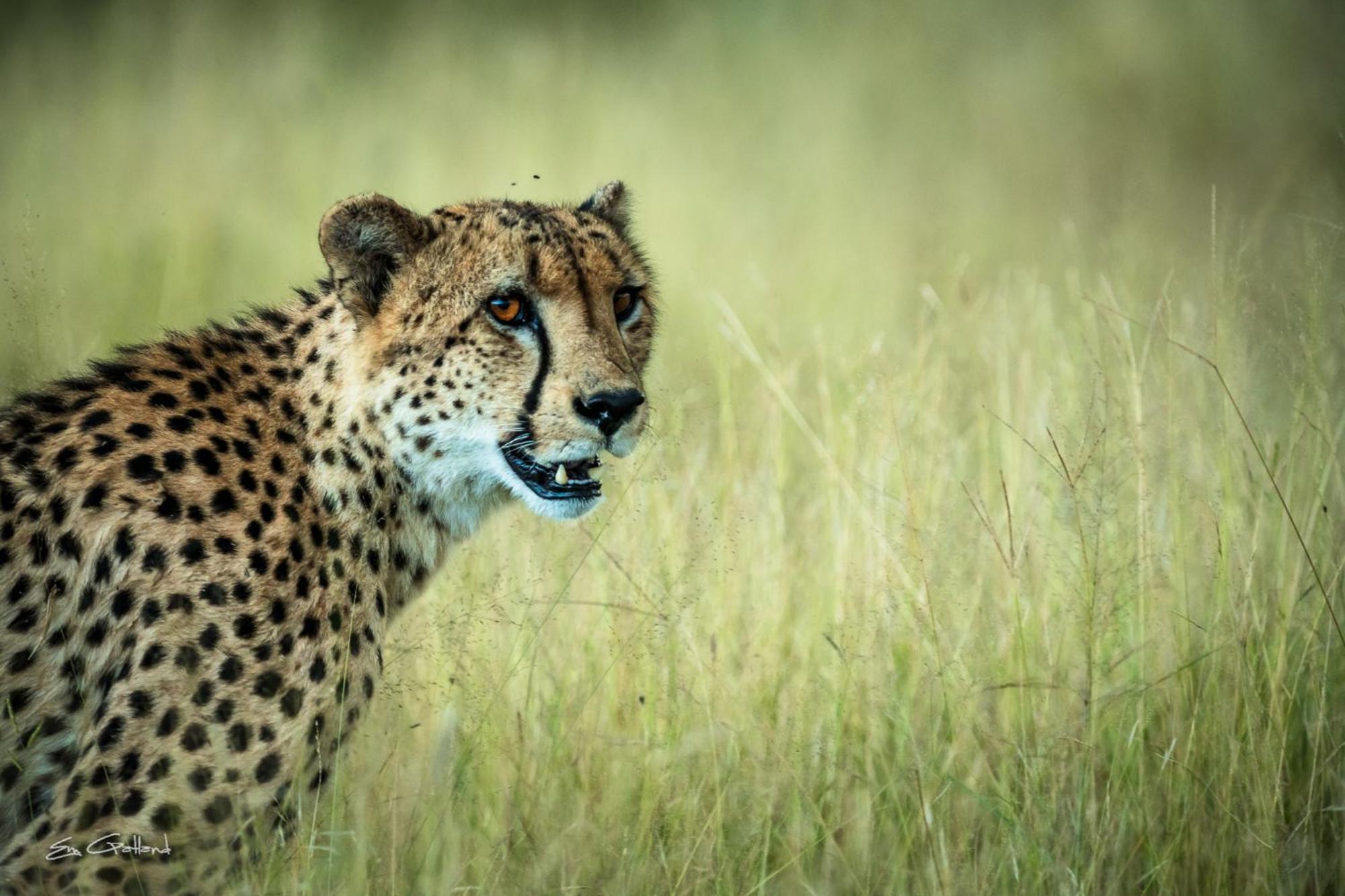 Africa On Foot Villa Klaserie Private Nature Reserve Exteriör bild