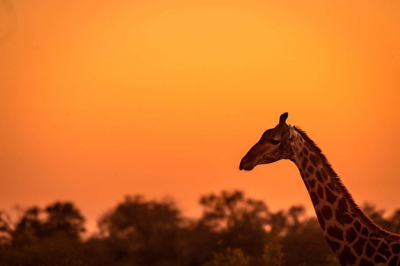 Africa On Foot Villa Klaserie Private Nature Reserve Exteriör bild