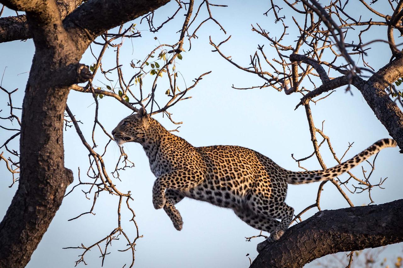 Africa On Foot Villa Klaserie Private Nature Reserve Exteriör bild